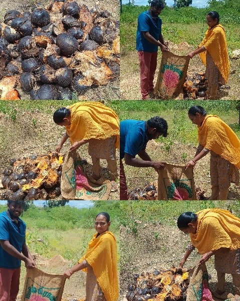 Palm seed collection event